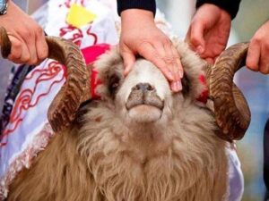 image-qurban-bayrami-qoyun