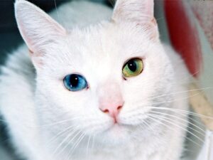 image-gata-blanca-con-ojos-de-distinto-color