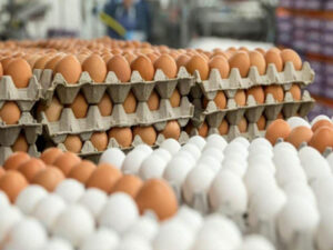 image-bf4bd2f73361921625c57da9e5548052_yumurta