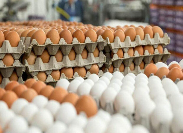 image-bf4bd2f73361921625c57da9e5548052_yumurta