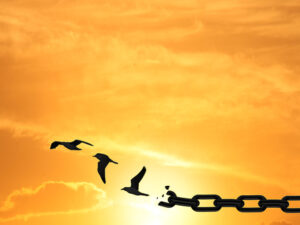 image-concept-of-freedom-by-birds-and-chain-broken-chains-transformin