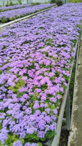 image-img-20260721-wa0031