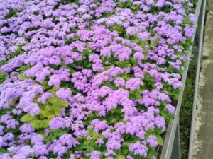 image-img-20260721-wa0031