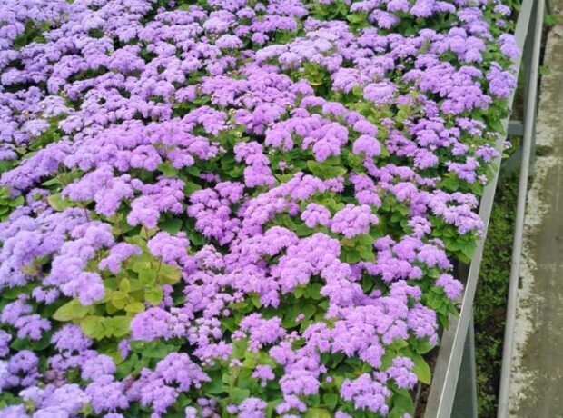 image-img-20260721-wa0031