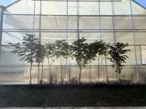 image-img-20260721-wa0033
